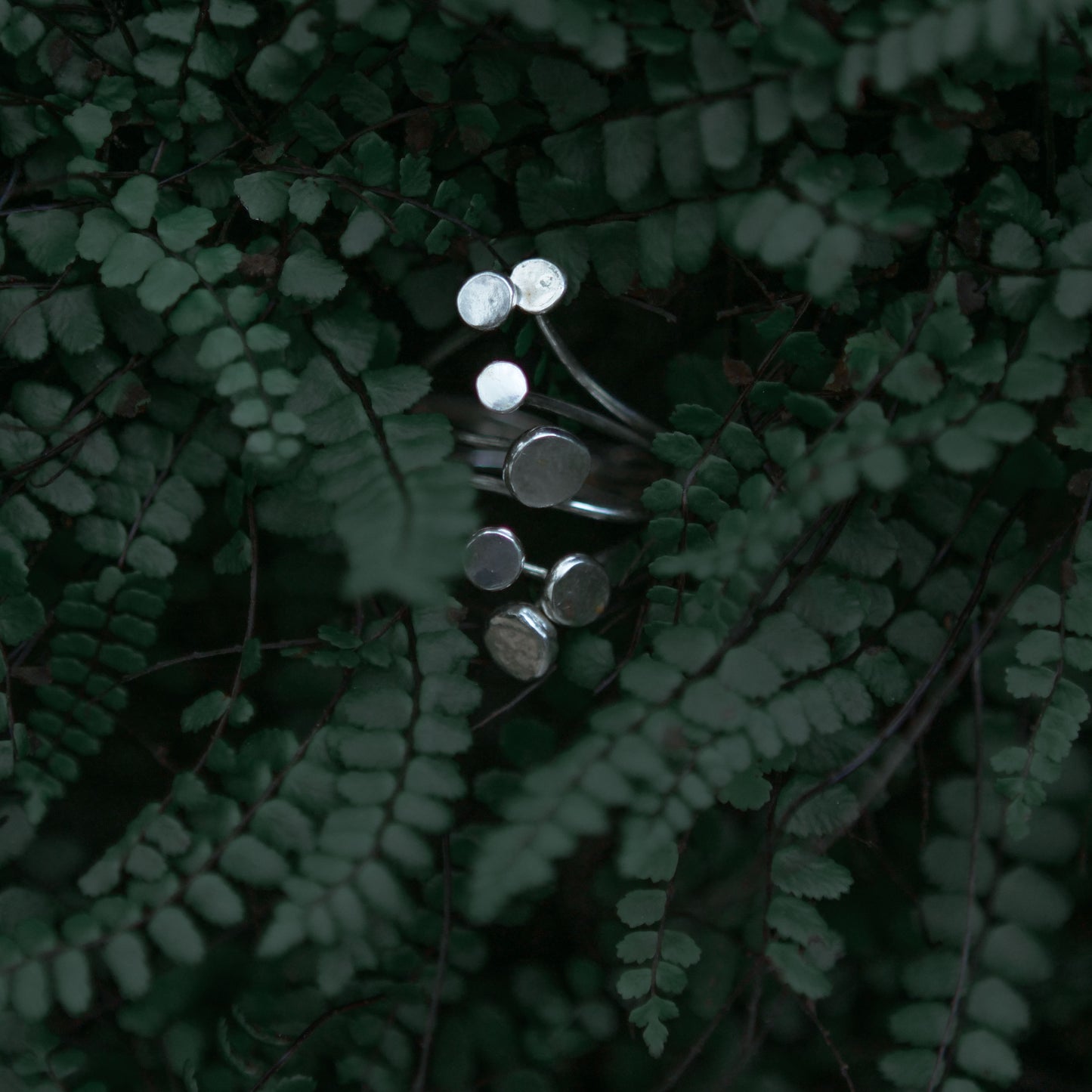 Ring _ Armillaria